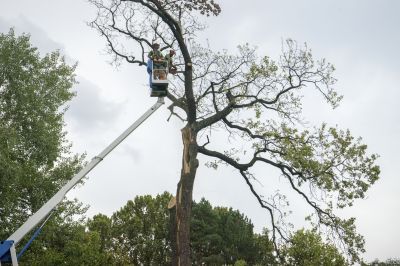 Get Trees Removed