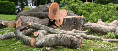 Get Trees Removed