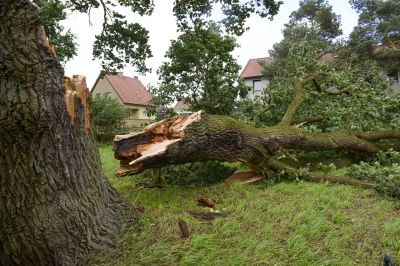 Get Trees Removed