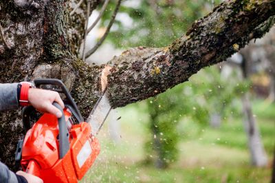 Cost of Tree Care Services — Cost of Tree Care Services