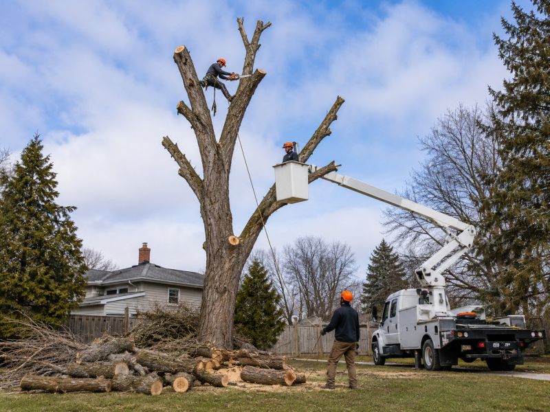 Palm Tree Removal in Duluth, MN