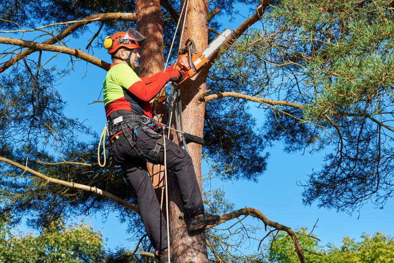 Certified Arborist at Work
