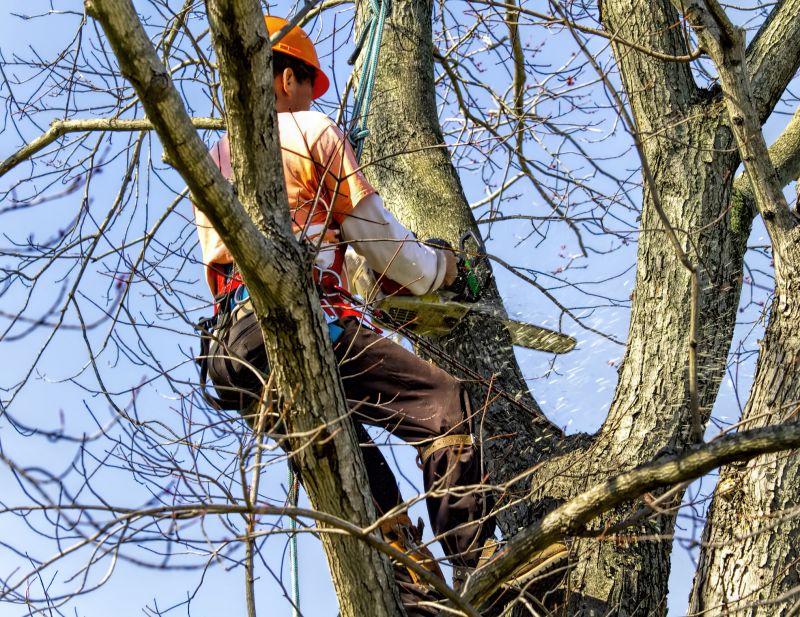 Tree Removal Service