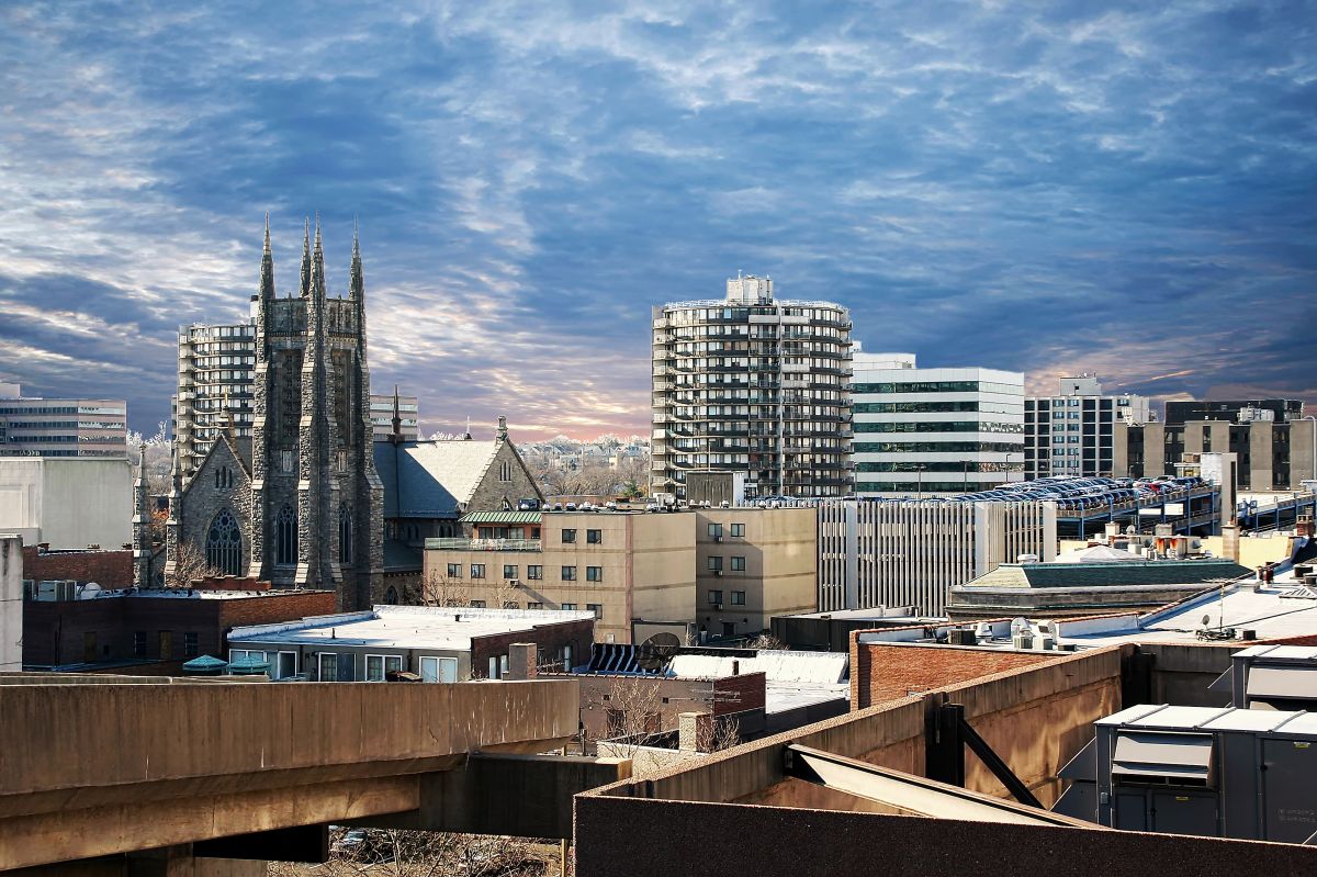 Tree Removal: Stamford