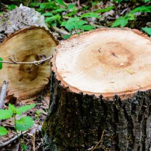 Fredericksburg Tree Removal