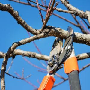 Fredericksburg Tree Trimming