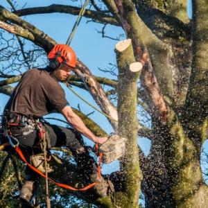 Fredericksburg Tree Cutting