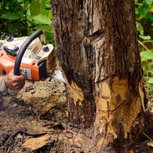 Fredericksburg Tree Felling